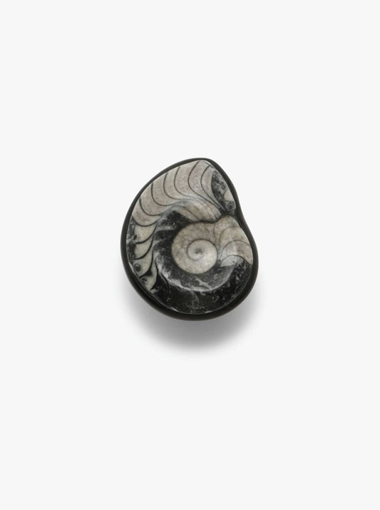 Ring: ammonite, ebony